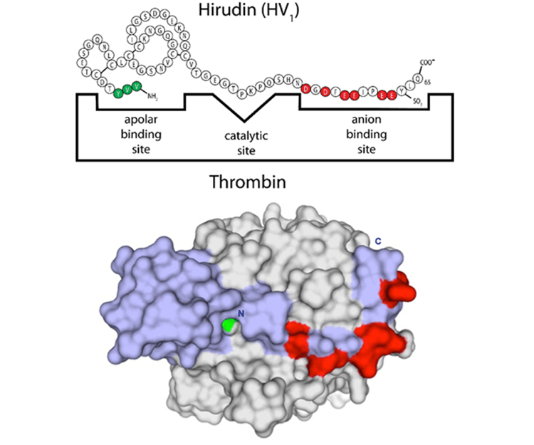 Binding of hirudin to thrombin