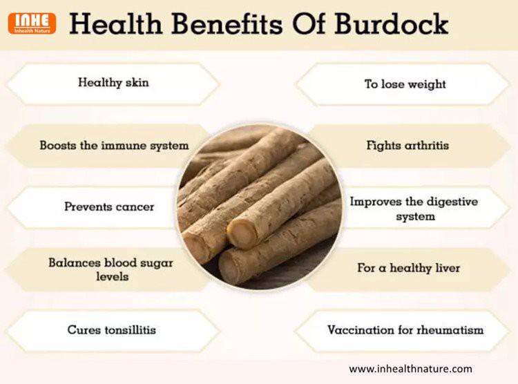 Burdock Root Extract Health Benefits