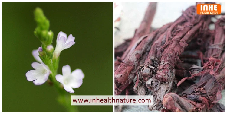Lithospermum erythrorhizon Flower and Gromwell Root Lithospermum erythrorhizon Flower and Gromwell Root