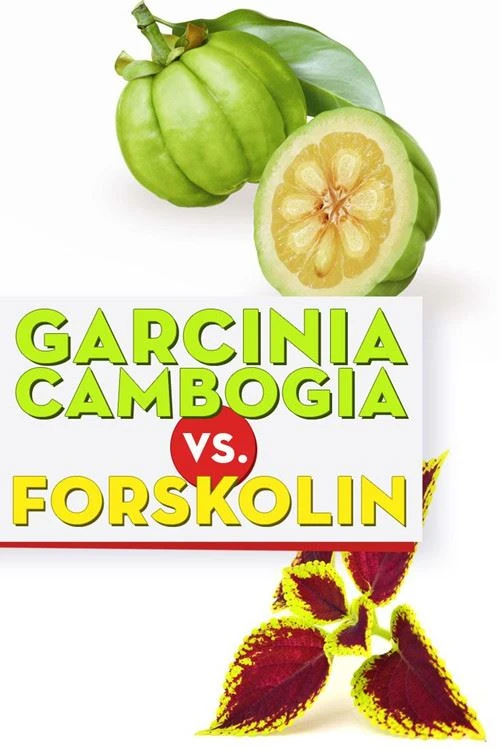 フォルスコリンとガルシニア カンボジアの違いは何ですか?