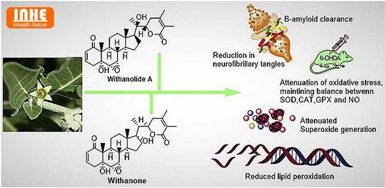 Is Ashwagandha Extract the Future of Neurodegenerative Disease Control