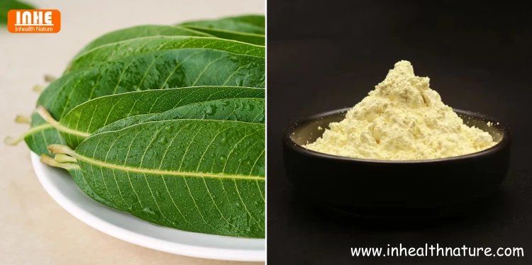 Mango Leaves and Mango Leaf Extract