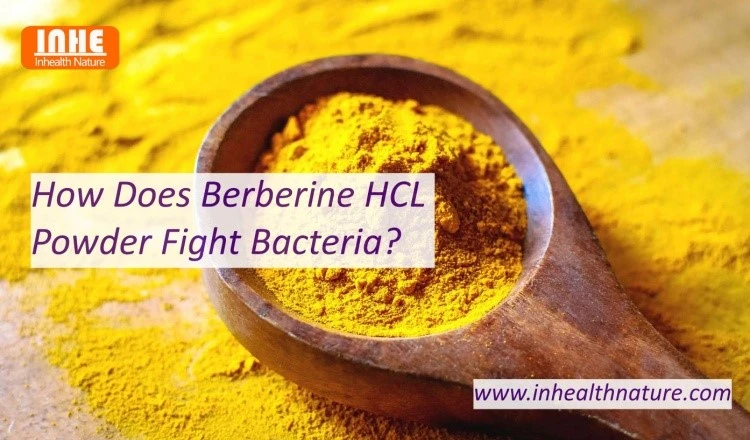 How Does Berberine HCL Powder Fight Bacteria