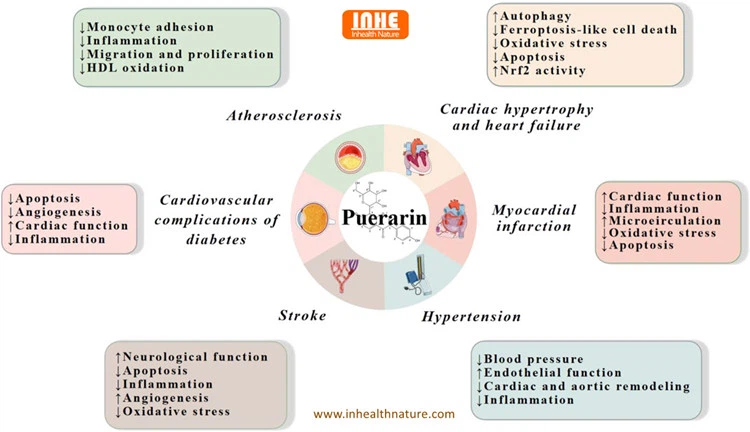 Incredible Health Benefits of Puerarin