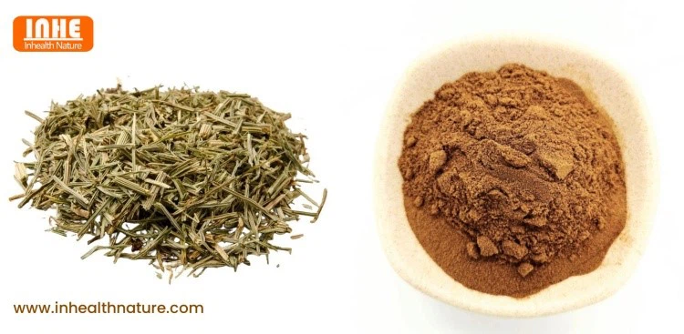 Dried Horsetail and Horsetail Powder