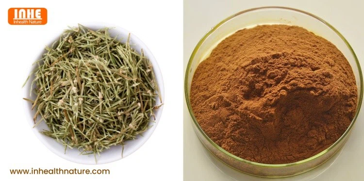 Dried Horsetail and Horsetail Extract