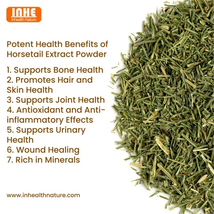 Potent Health Benefits of Horsetail Extract Powder